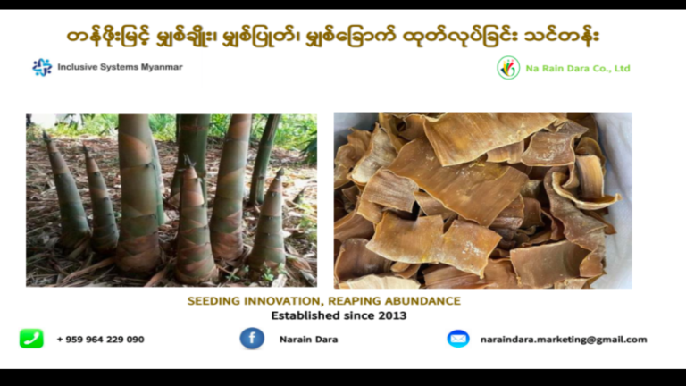 နိုင်ငံခြားဈေးကွက်ဝင်  မျှစ်ချိုး ၊ မျှစ်ပြုတ်၊ မျှစ်ခြောက်ထုတ်လုပ်နည်း ပညာပေးဆွေးနွေးဖလှယ်ခြင်း (အွန်လိုင်း)